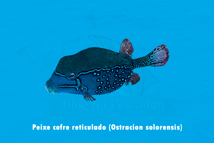 Peixe cofre reticulado (Ostracion solorensis)