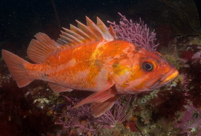 Rockfish rougheye peixe características, reprodução, habitat e