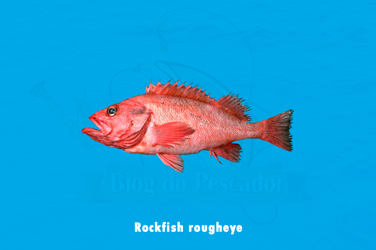 Rockfish rougheye
