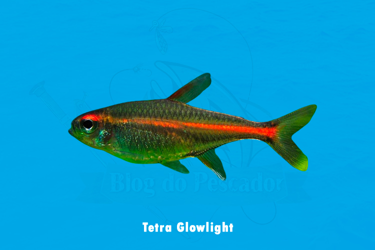 Tetra Glowlight