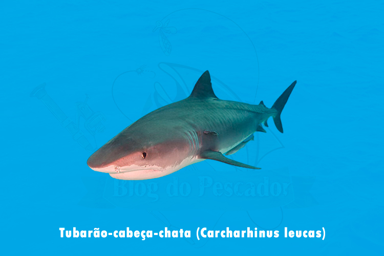 Tubarao-cabeca-chata (carcharhinus leucas)