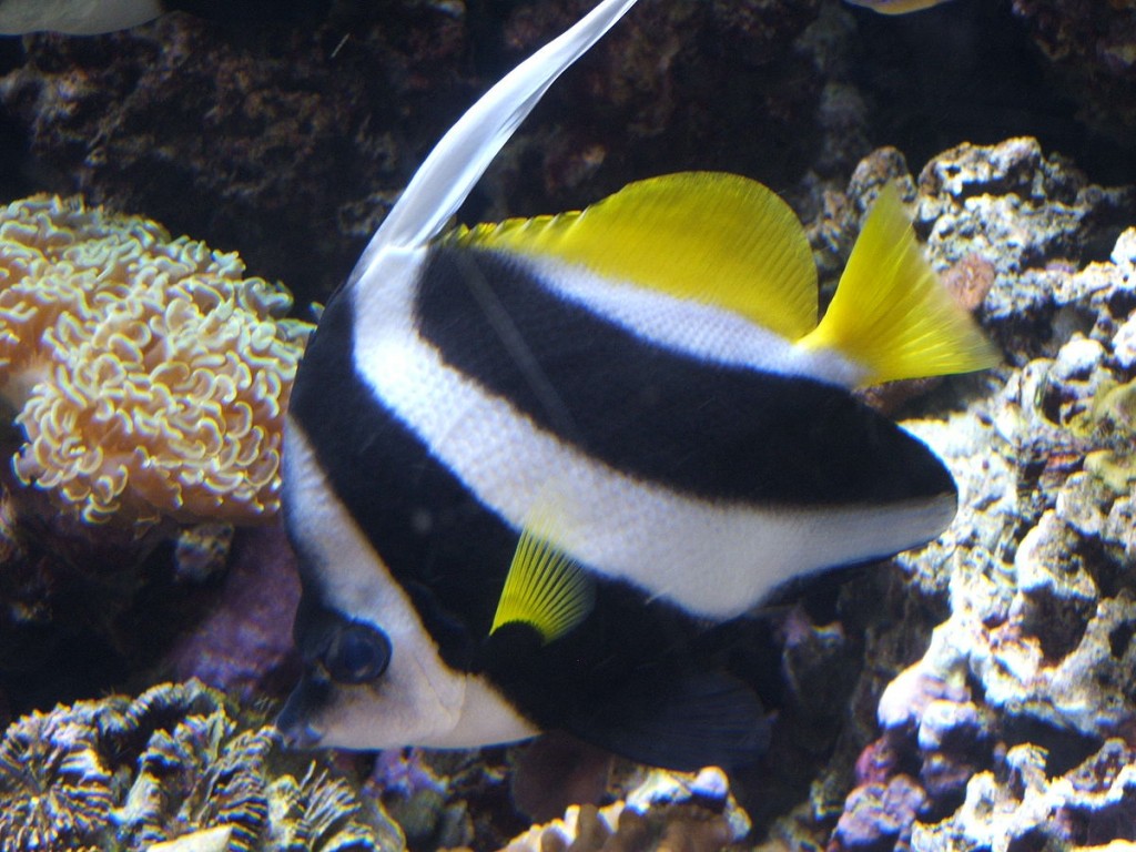 alimentacao do peixe-bandeira de recife