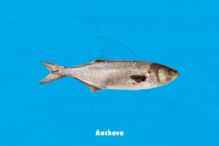 anchova