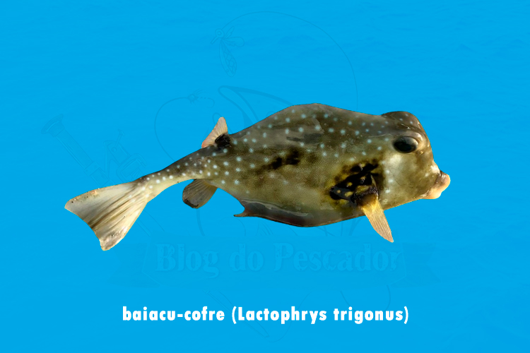 baiacu-cofre (Lactophrays trigonus)