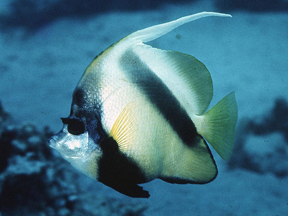 bannerfish do mar vermelho 