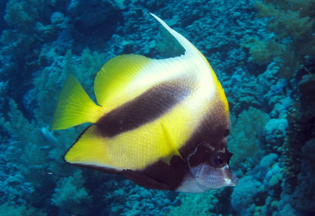 bannerfish do mar vermelho