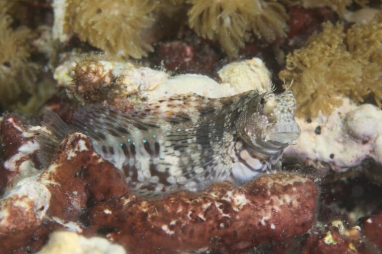 Blenny Lawnmower características, habitat, reprodução e alimentação