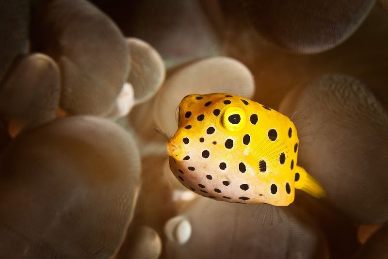 boxfish amarelo 