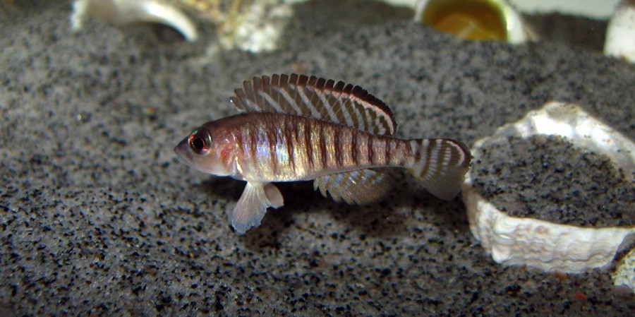 caracteristiacas do peixe lamprologus signatus