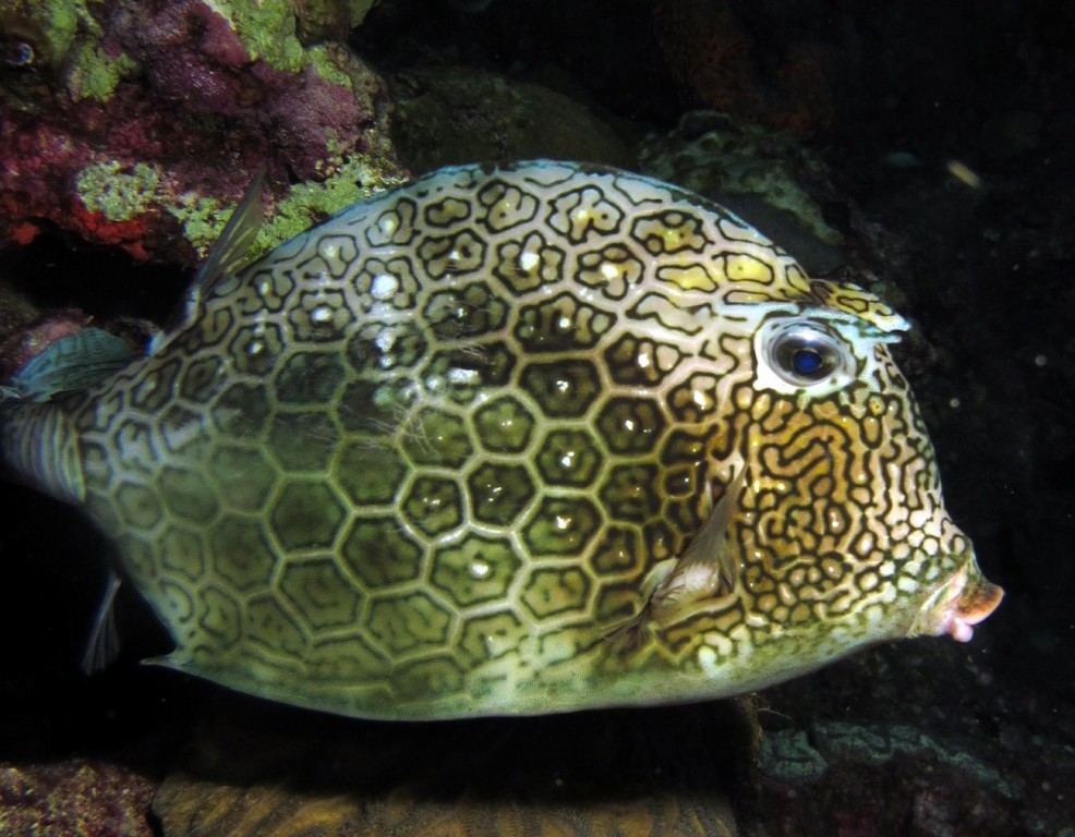 características da peixe-cofre-colmeia