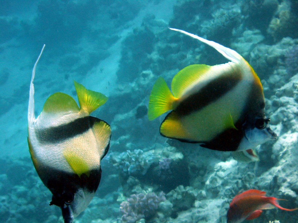 caracteristicas do bannerfish do mar vermelho