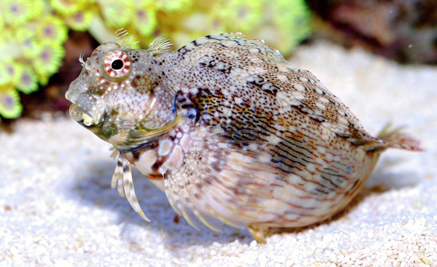 caracteristicas do blenny lawnmower
