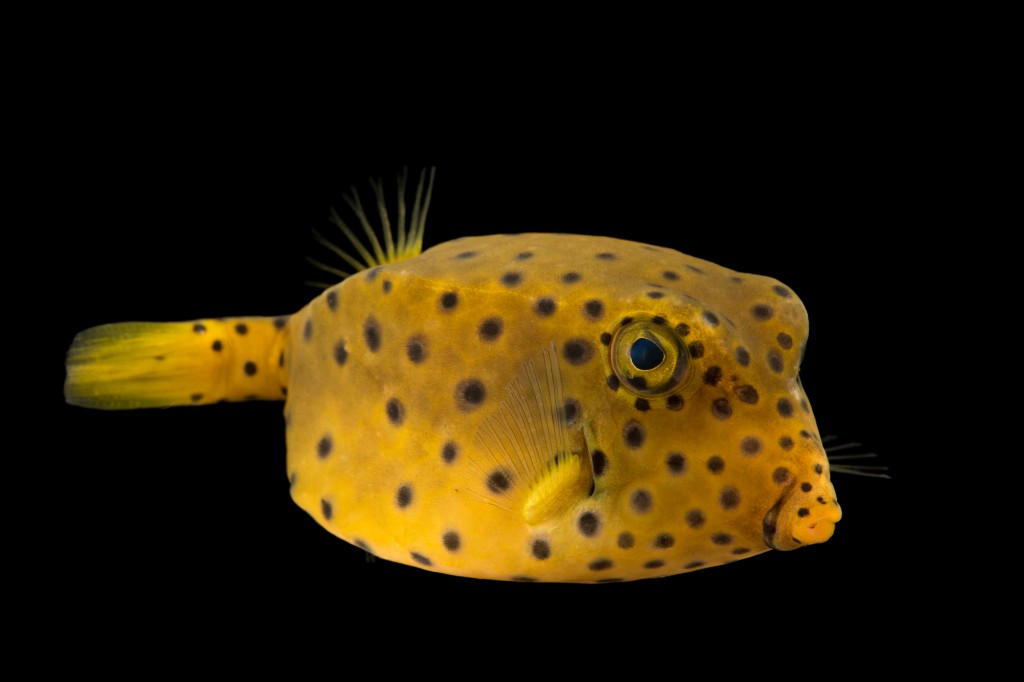 caracteristicas do boxfish amarelo