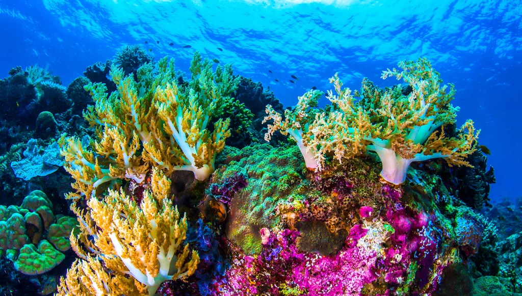 características do coral