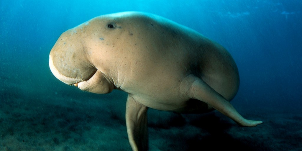 características do dugongo