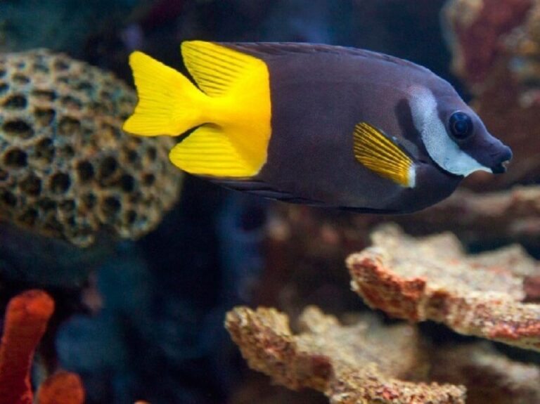 Foxface bicolor: características, habitat, reprodução e alimentação ...