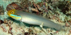 caracteristicas do goby blue band