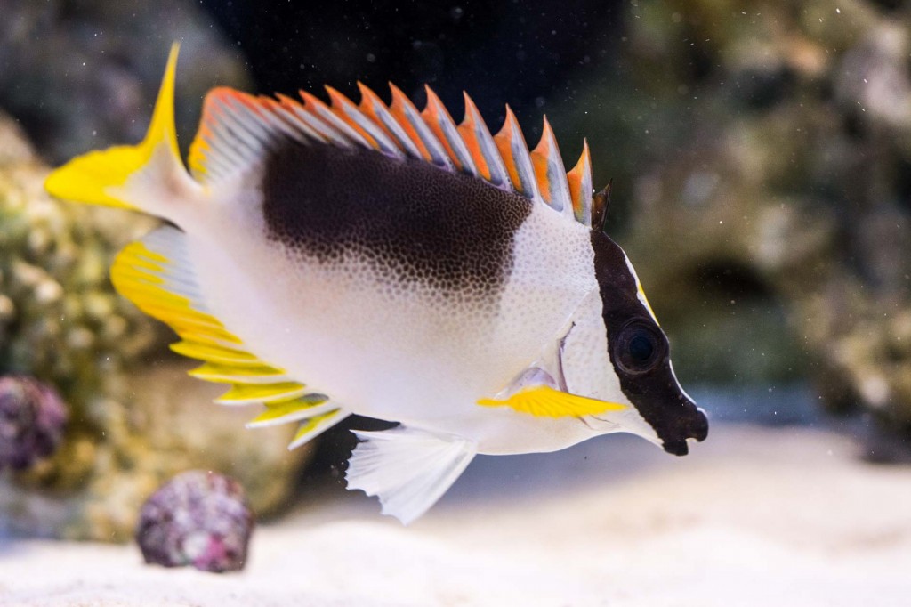 características do magnífico peixe-coelho