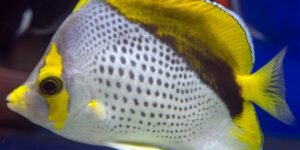 caracteristicas do marquesas butterflyfish