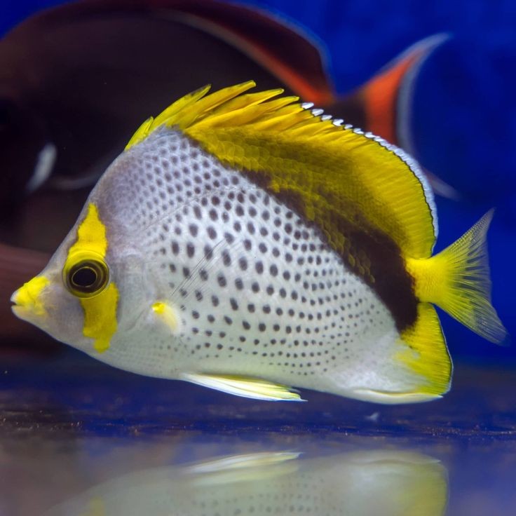 caracteristicas do marquesas butterflyfish