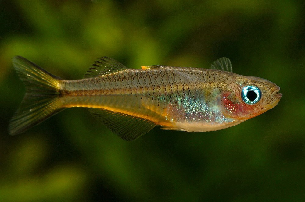 caracteristicas do peixe arco iris furcata