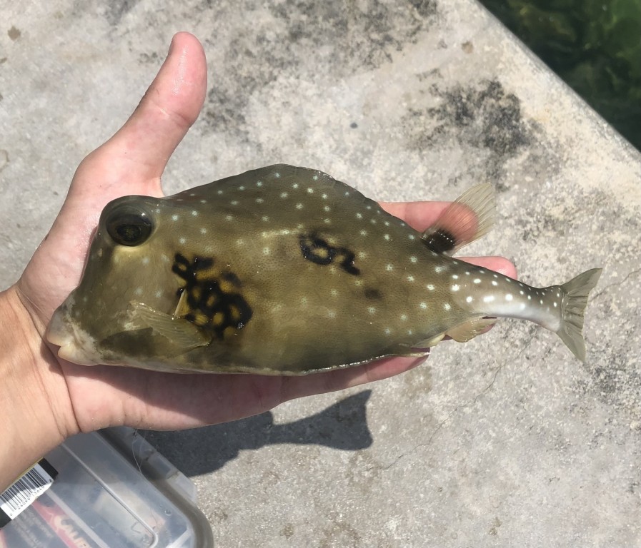 características do peixe baiacu-cofre