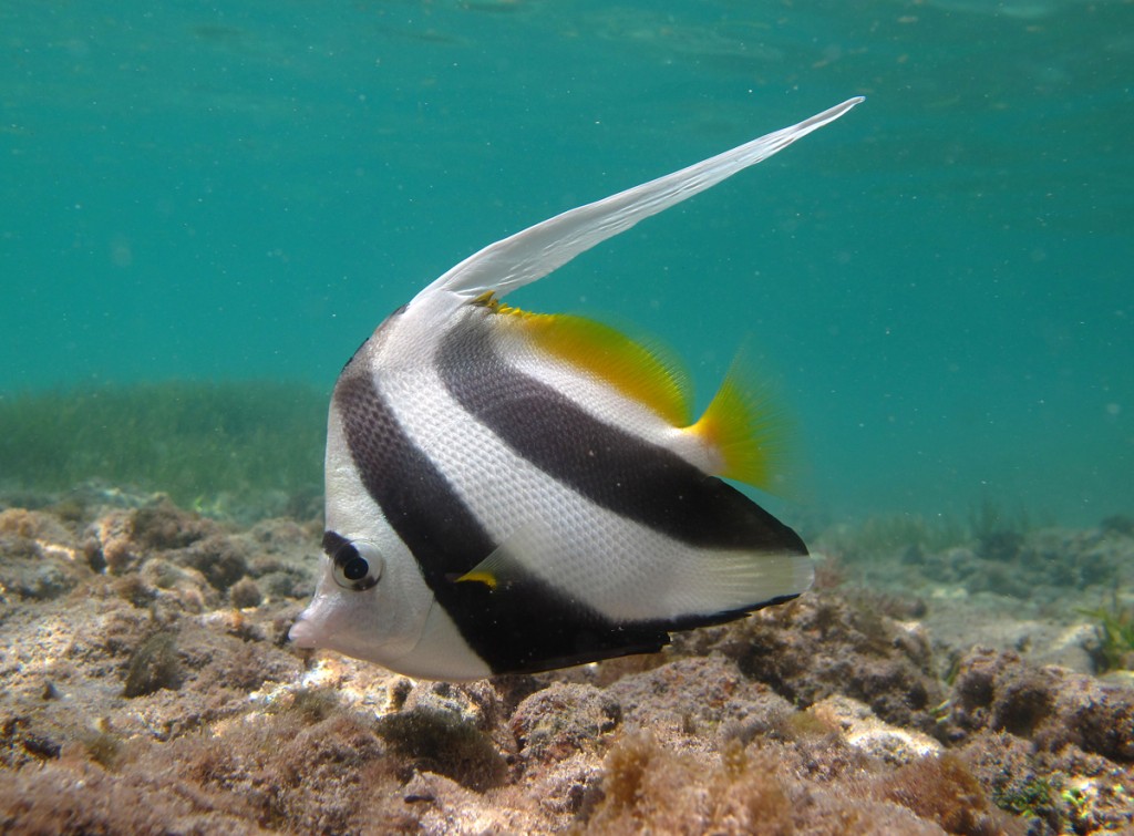caracteristicas do peixe-bandeira de recife