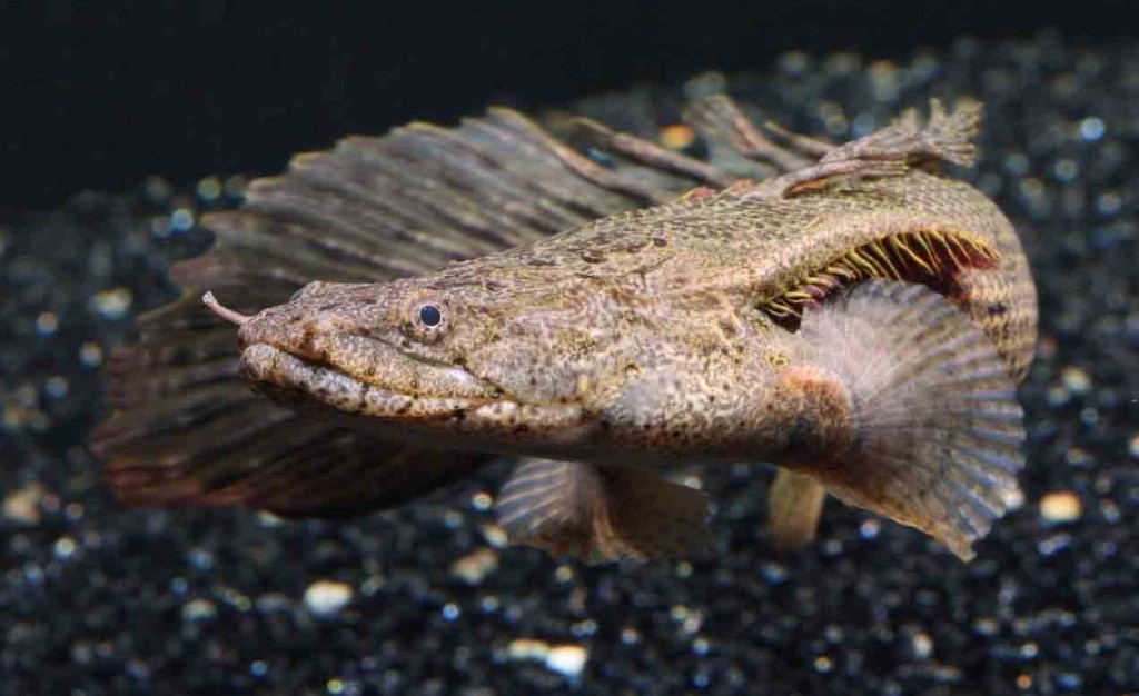 características do peixe bichir selado