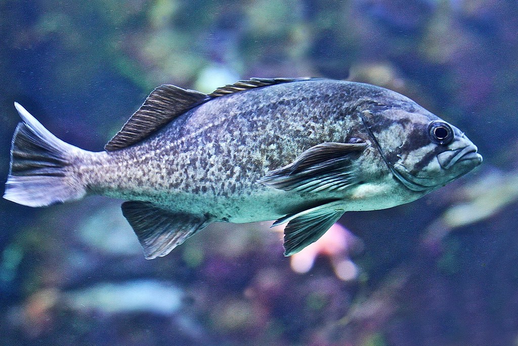características do peixe-boi azul