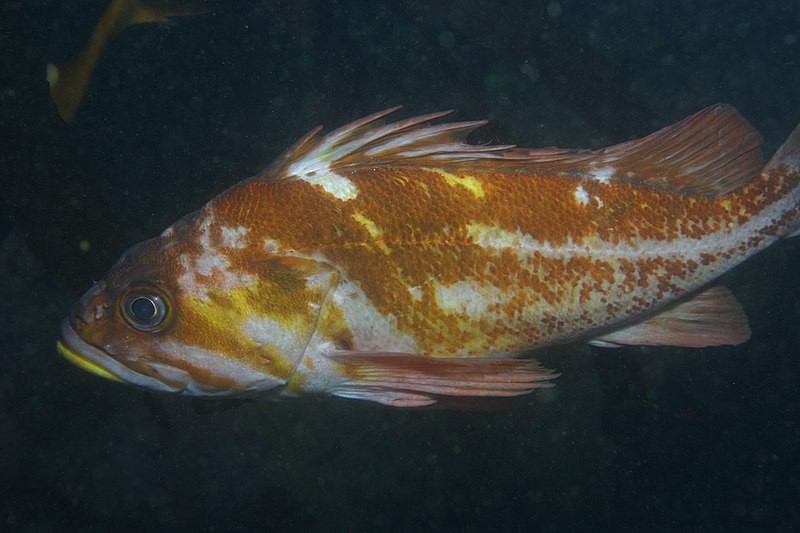 características do peixe-boi-de-cobre