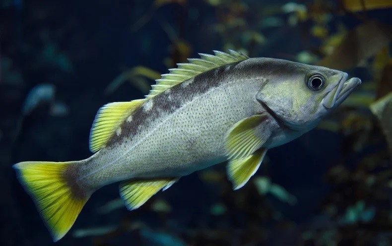 características do peixe-boi-de-rabo-amarelo