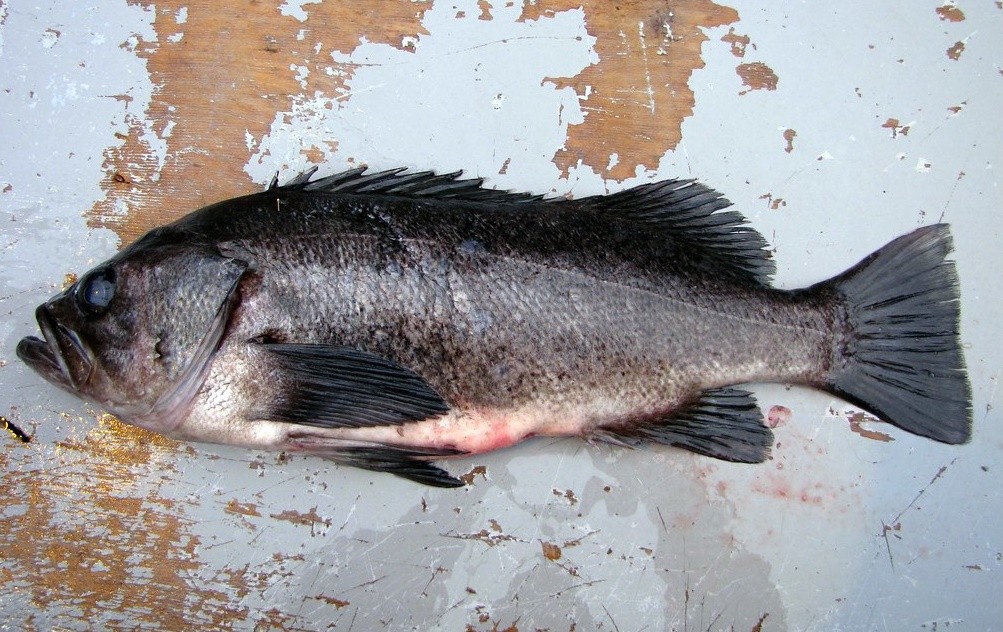 características do peixe-boi-preto