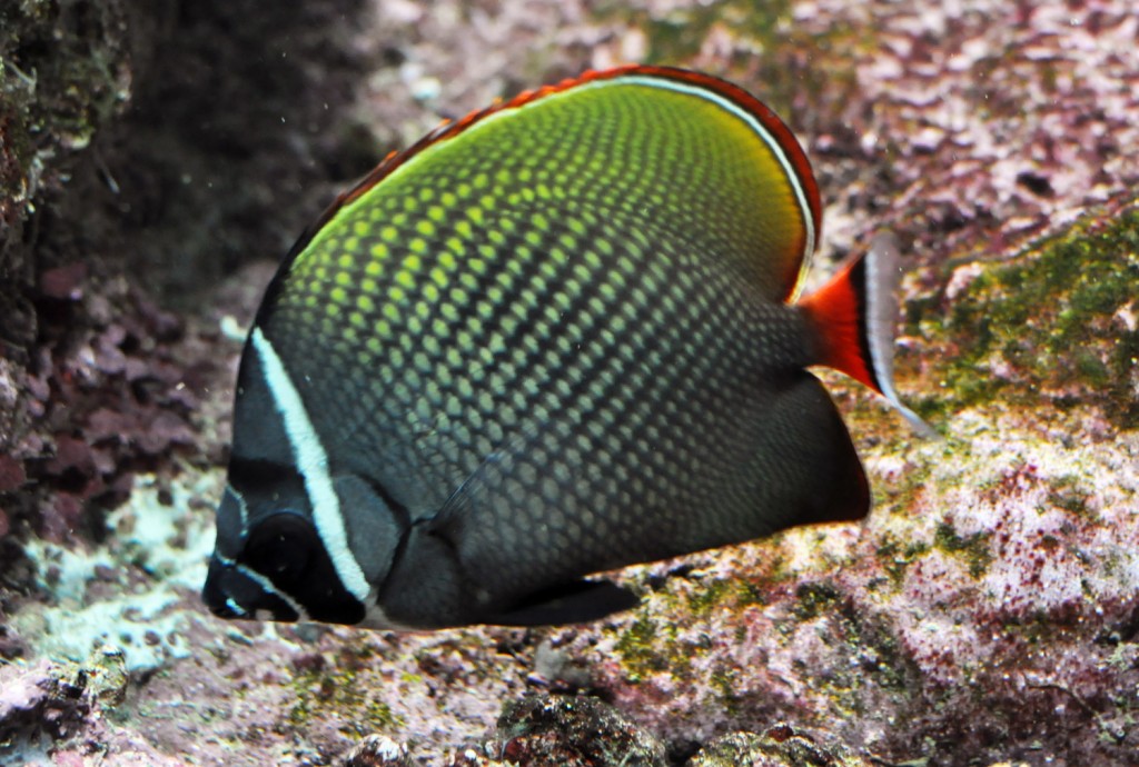 caracteristicas do peixe-borboleta de cauda vermelhacaracteristicas do peixe-borboleta de cauda vermelha