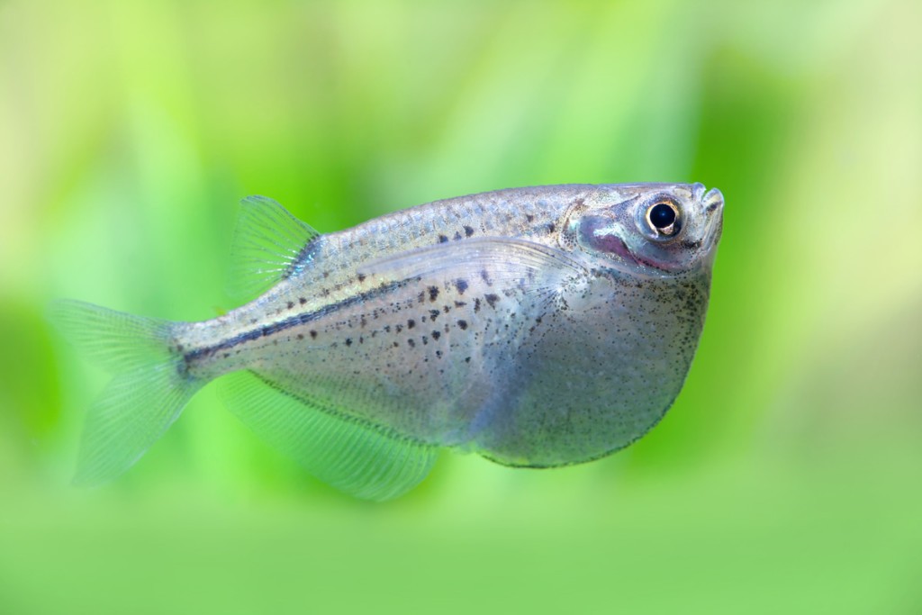 características do peixe borboleta-falso