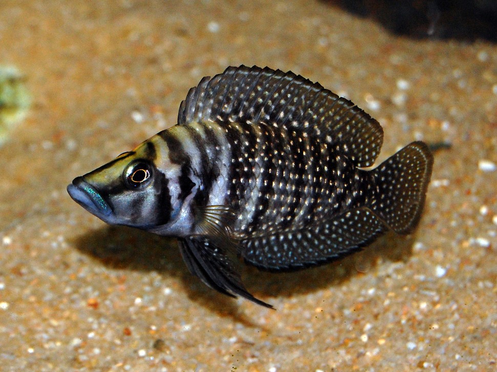 caracteristicas do peixe calvus black