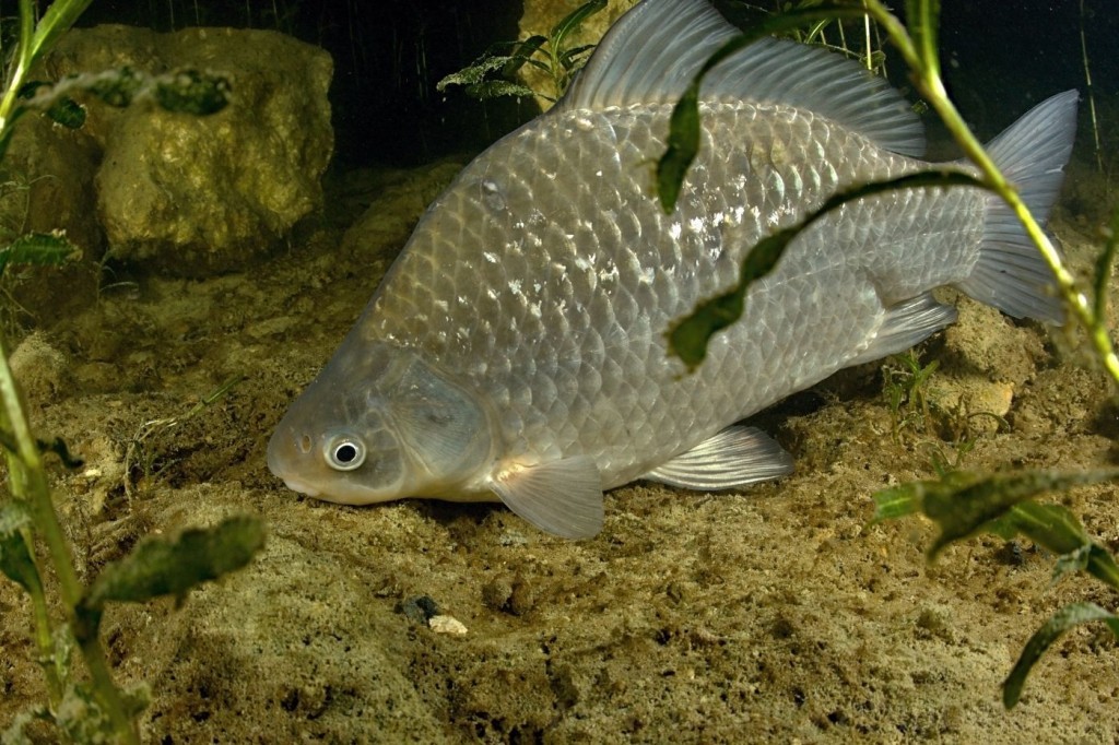 caracteristicas do peixe carpa prussiana