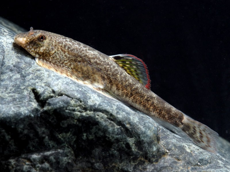 caracteristicas do peixe chinese hillstream loach