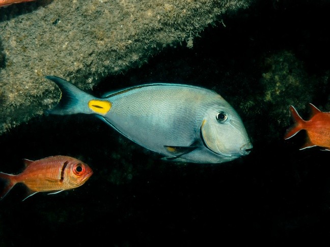 características do peixe cirurgiao-africano