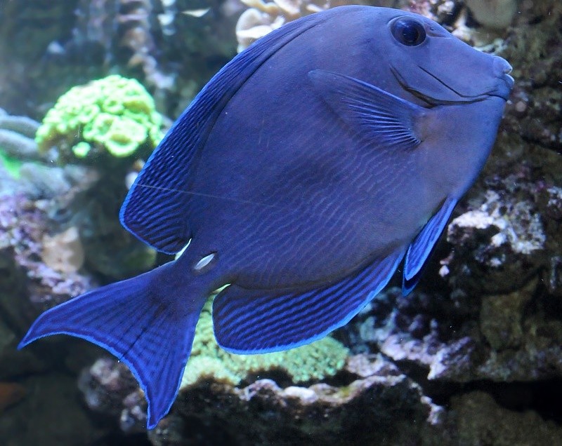 características do peixe cirurgiao-azul