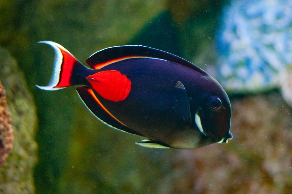 características do peixe cirurgiao-de-cauda-vermelha