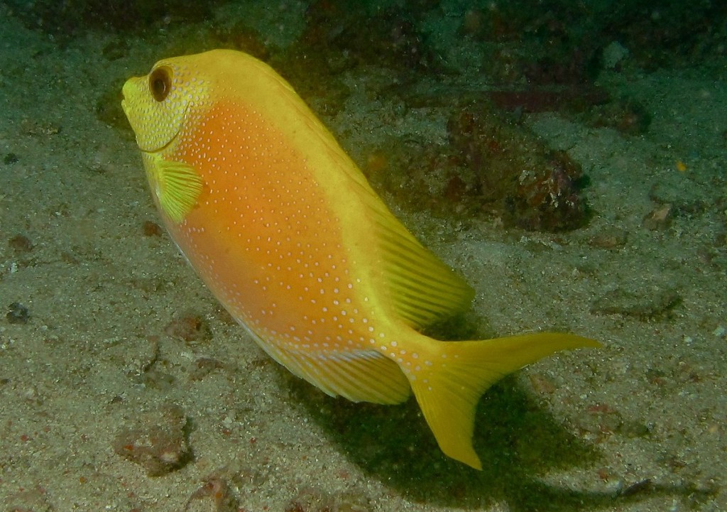 características do peixe-coelho-de-coral