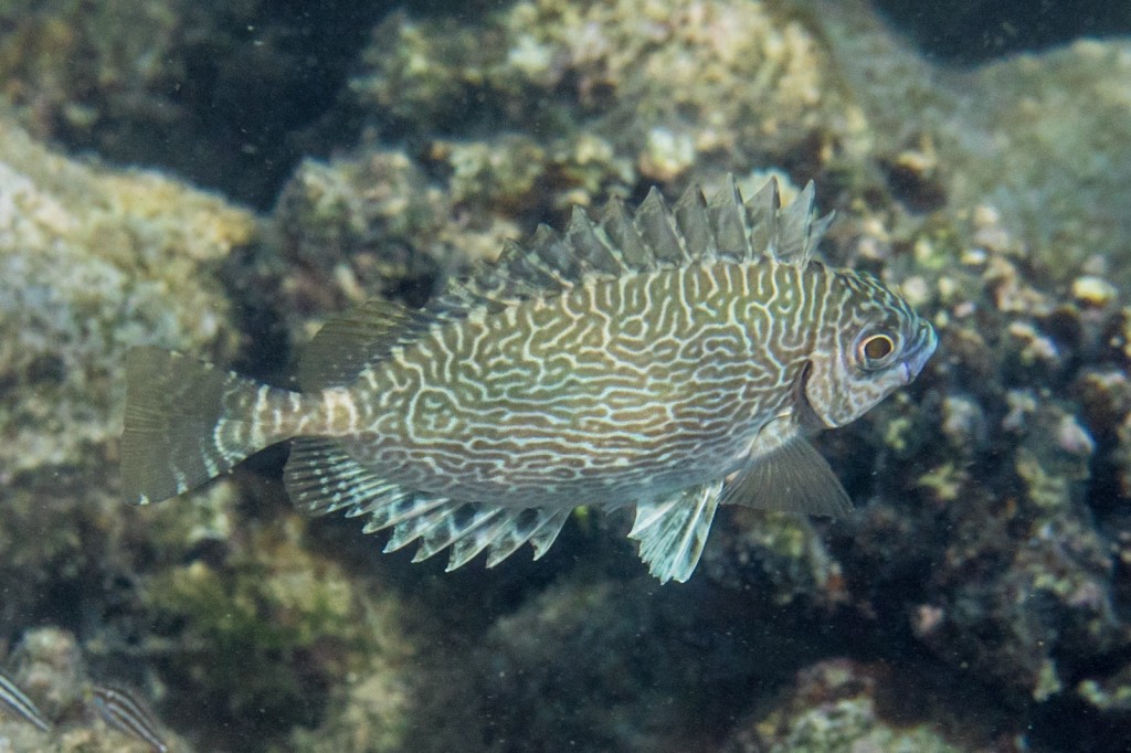 características do peixe-coelho rabiscado