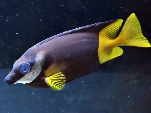 características do peixe-coelho uspi