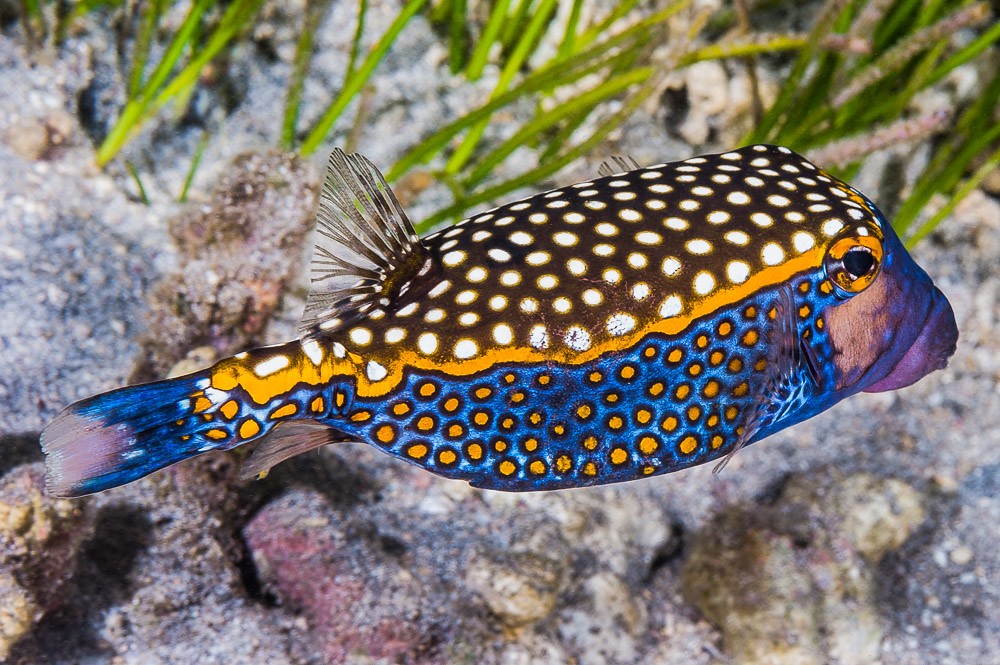 características do peixe-cofre-azul-e-amarelo