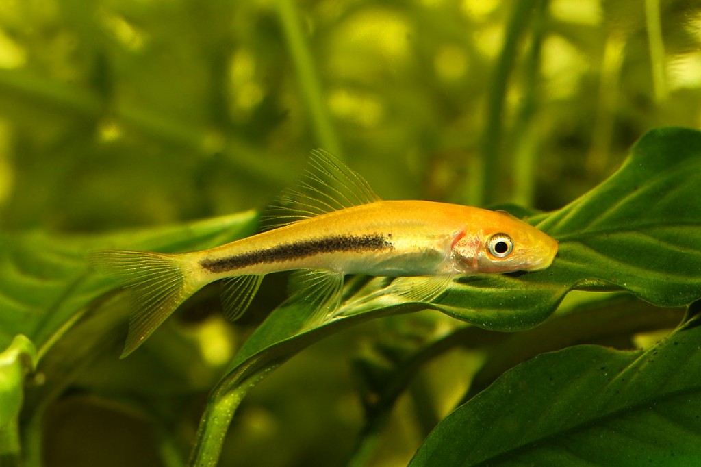 caracteristicas do peixe comedor de algas chines
