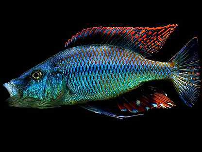 caracteristicas do peixe compressiceps azul