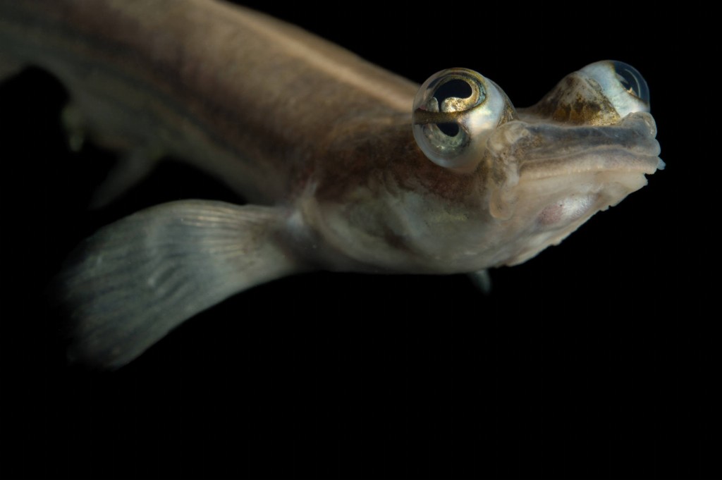 caracteristicas do peixe de quatro olhos