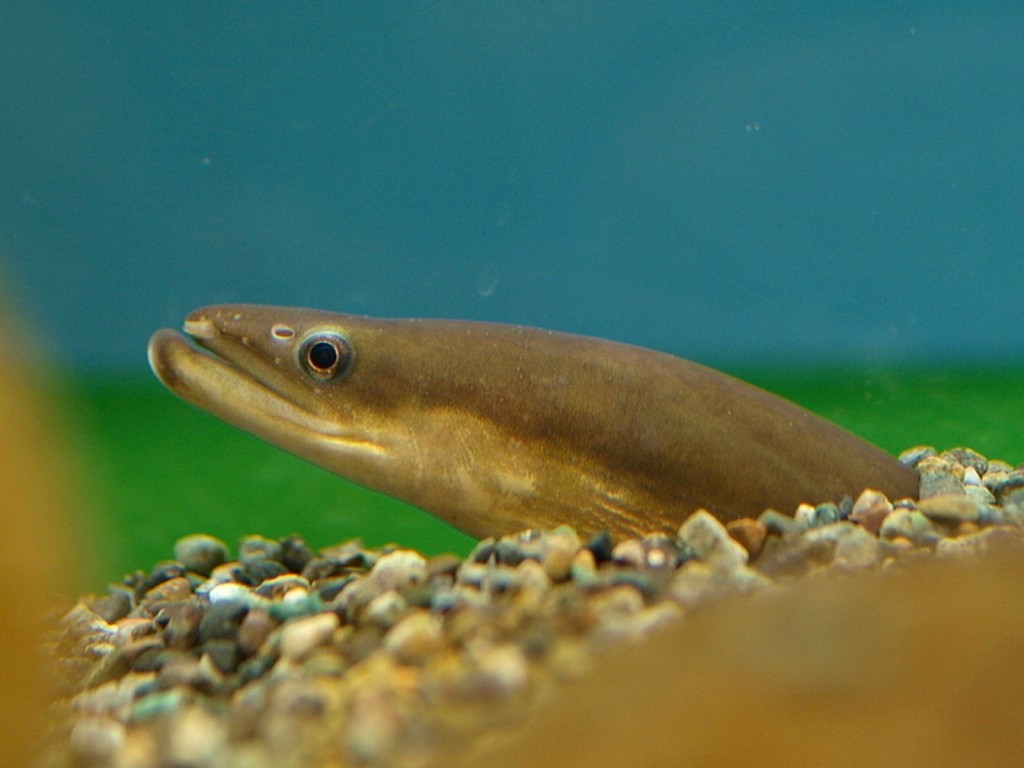 características do peixe enguia-japonesa