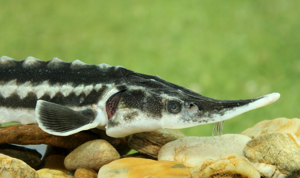 características do peixe esturjao-estrelado