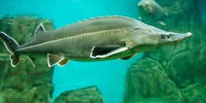 características do peixe esturjao-verde
